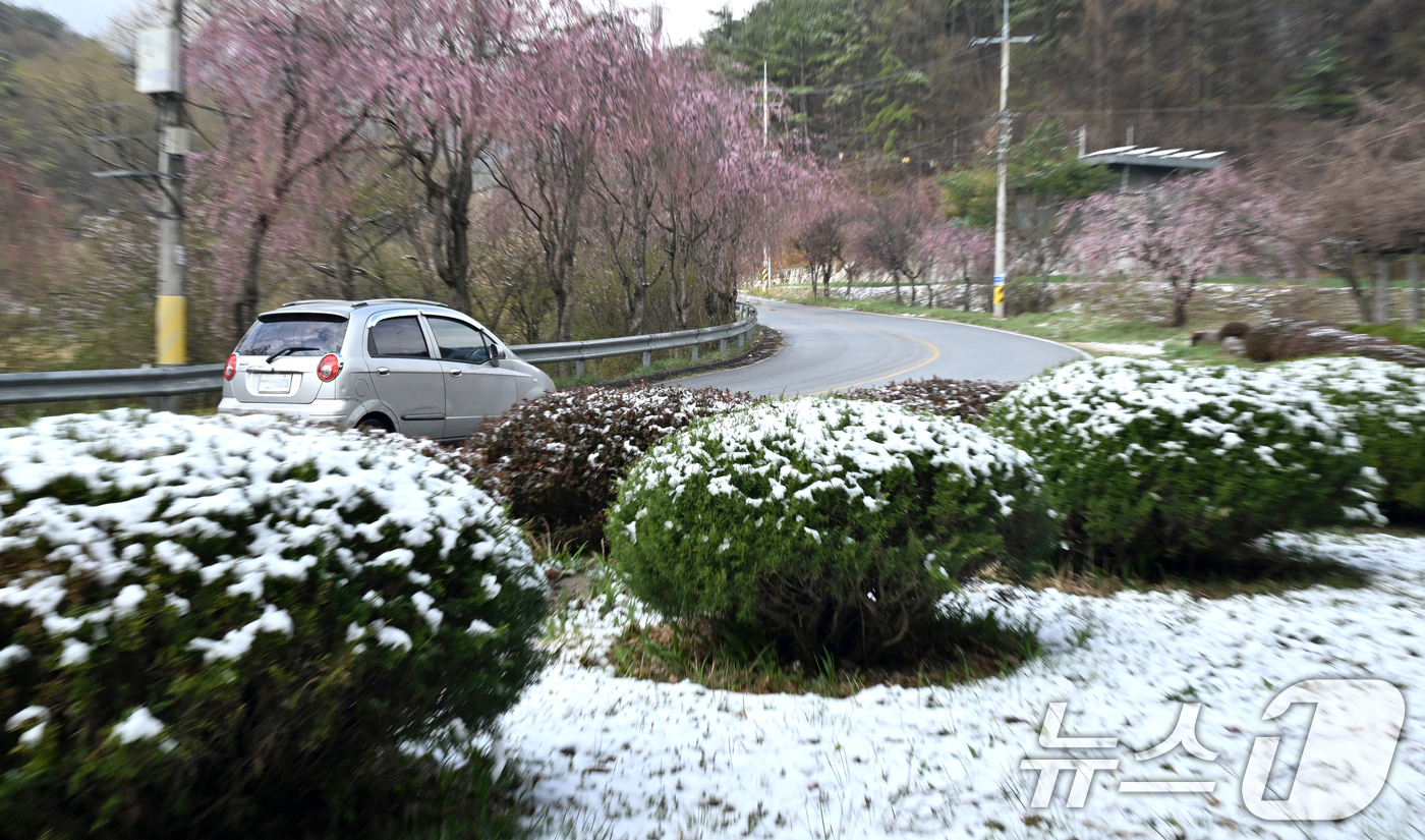 (서울=뉴스1) = 14일 남덕유산 자락인 경남 거창군 북상면 월성계곡 능수벚꽃길에 밤사이 눈이 내려 봄과 겨울이 공존하고 있다. (거창군 제공. 재판매 및 DB 금지) 2025. …