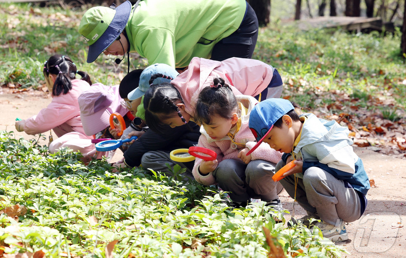 (광주=뉴스1) 박지현 기자 = 15일 광주 북구 문흥동 문화근린공원 유아숲체험원에서 열린 숲체험 프로그램에 참가한 북구청어린이집 아이들이 생태체험 활동하고 있다.(광주 북구 제공 …