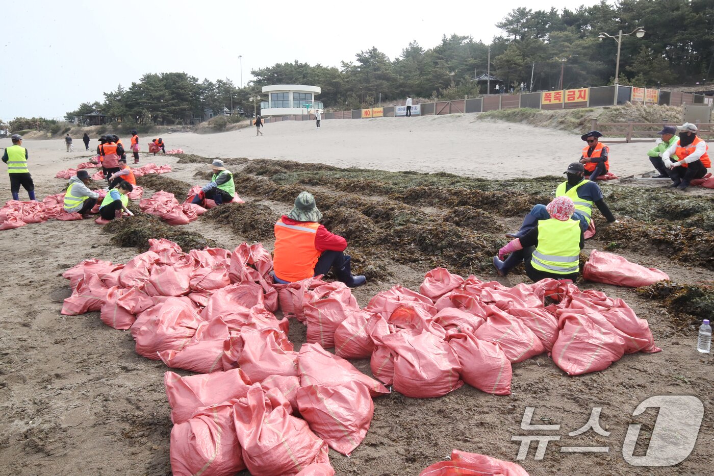 본문 이미지 - 16일 오전 제주시 이호테우해수욕장에 막대한 양의 미역이 떠밀려와 바다지킴이들이 분주하게 수거작업을 하고 있다. 2025.4.16/뉴스1 ⓒ News1 오현지 기자