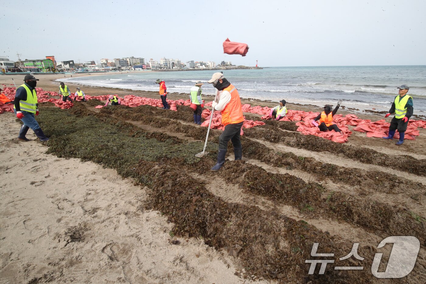 본문 이미지 - 16일 오전 제주시 이호테우해수욕장에 막대한 양의 미역이 강풍에 떠밀려와 바다지킴이들이 분주하게 수거작업을 하고 있다. 2025.4.16/뉴스1 ⓒ News1 오현지 기자
