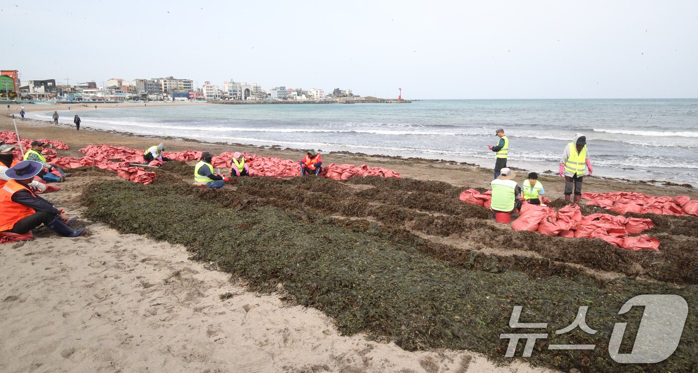 본문 이미지 - 16일 오전 제주시 이호테우해수욕장에 막대한 양의 미역이 강풍에 떠밀려와 제주시 바다지킴이들이 분주하게 수거작업을 하고 있다. 2025.4.16/뉴스1 ⓒ News1 오현지 기자