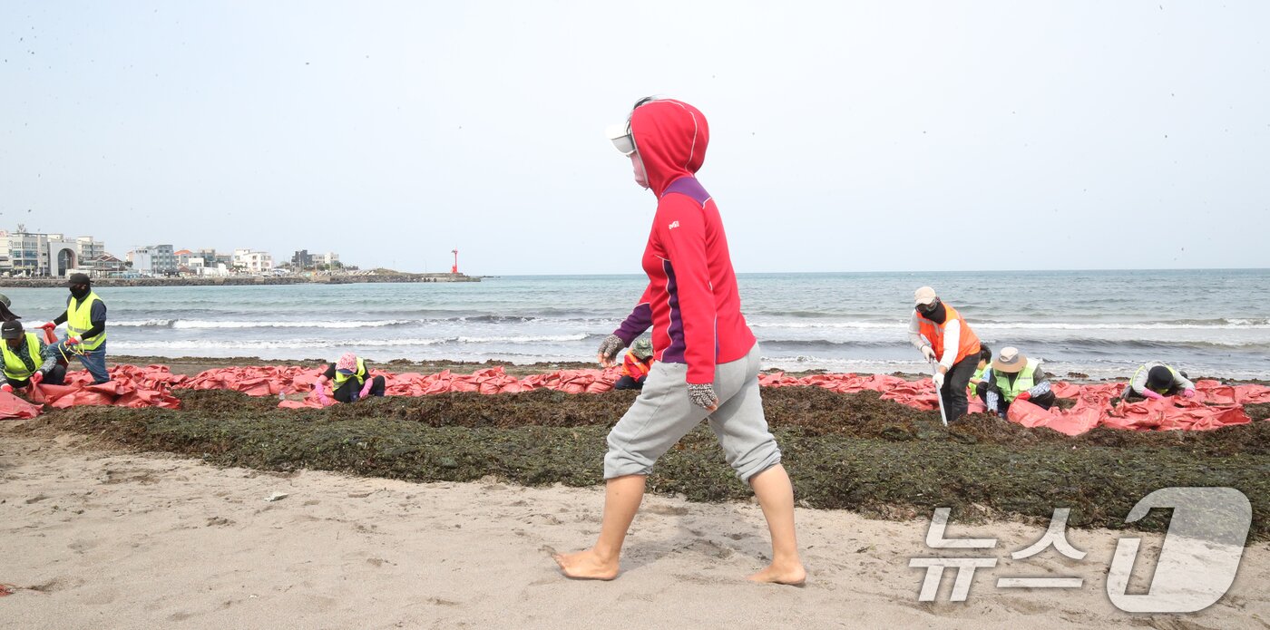 본문 이미지 - 16일 오전 제주시 이호테우해수욕장에 막대한 양의 미역이 강풍에 떠밀려와 제주시 바다지킴이들이 분주하게 수거작업을 하고 있다. 2025.4.16/뉴스1 ⓒ News1 오현지 기자