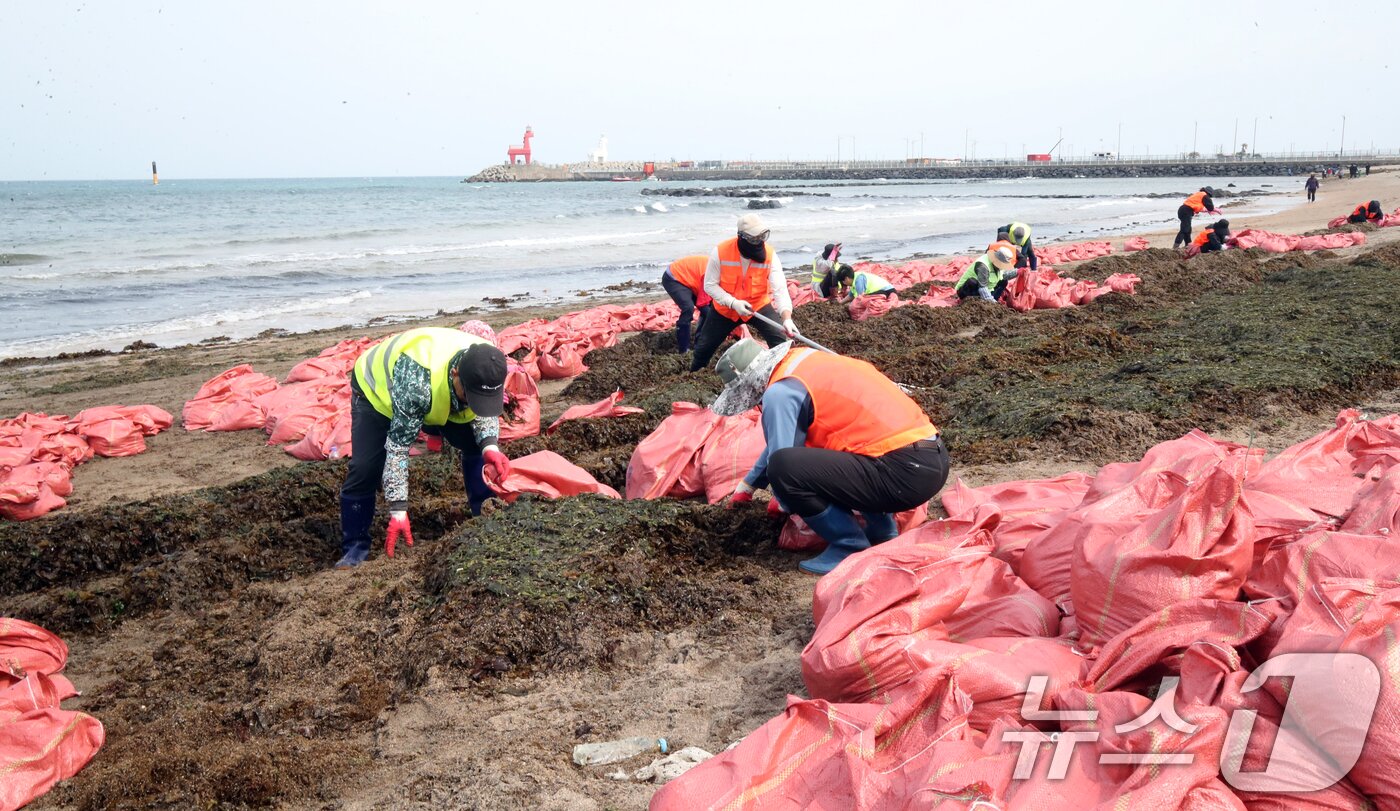 본문 이미지 - 16일 오전 제주시 이호테우해수욕장에 막대한 양의 미역이 강풍에 떠밀려와 제주시 바다지킴이들이 분주하게 수거작업을 하고 있다. 2025.4.16/뉴스1 ⓒ News1 오현지 기자