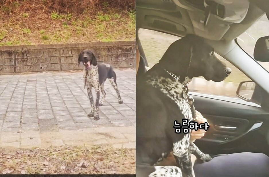 본문 이미지 - 운전자 곽 씨는 길을 잃어버린 강아지를 차에 태워 보호자를 찾아줬다&#40;인스타그램 sutamyn1 제공&#41;. ⓒ 뉴스1