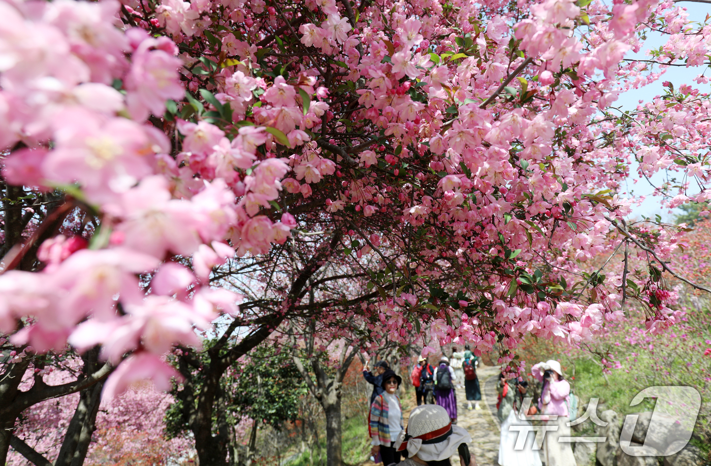 (전주=뉴스1) 유경석 기자 = 16일 전북자치도 전주시 완산칠봉 꽃동산을 찾은 상춘객들이 활짝 핀 해당화 아래에서 사진을 찍고 있다. 2025.4.16/뉴스1