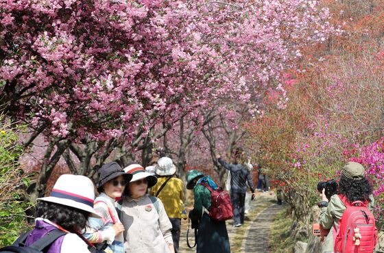 전국에 비 내리며 봄꽃 '후두둑'…낮 최고 27도 따뜻 [주말날씨]