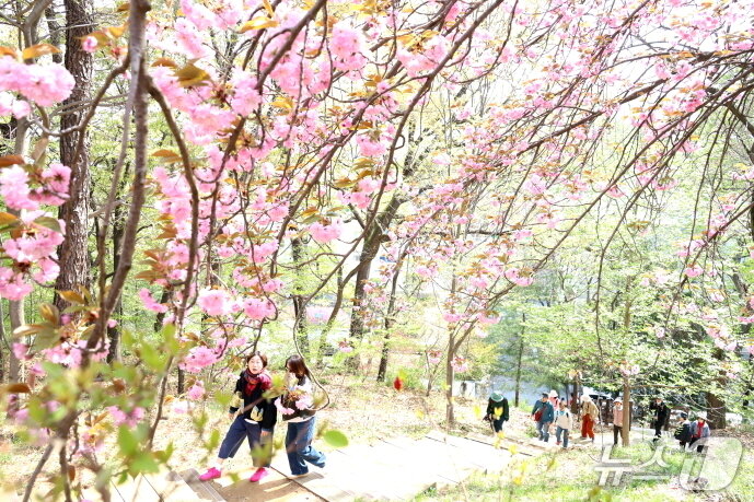 본문 이미지 - 18일 전북자치도 전주시 완산공원 꽃동산을 찾은 시민들과 관광객들을 봄의 경치를 만끽하고 있다.(전주시 제공, 재판매 및 DB 근지)/뉴스1