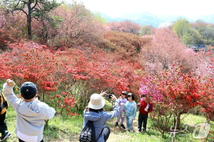 본문 이미지 - 18일 전북자치도 전주시 완산공원 꽃동산을 찾은 시민들의 휴대폰 카메라로 봄 꽃을  배경으로 기념사진을 촬영하고 있다.(전주시 제공, 재판매 및 DB 금지)/뉴스1