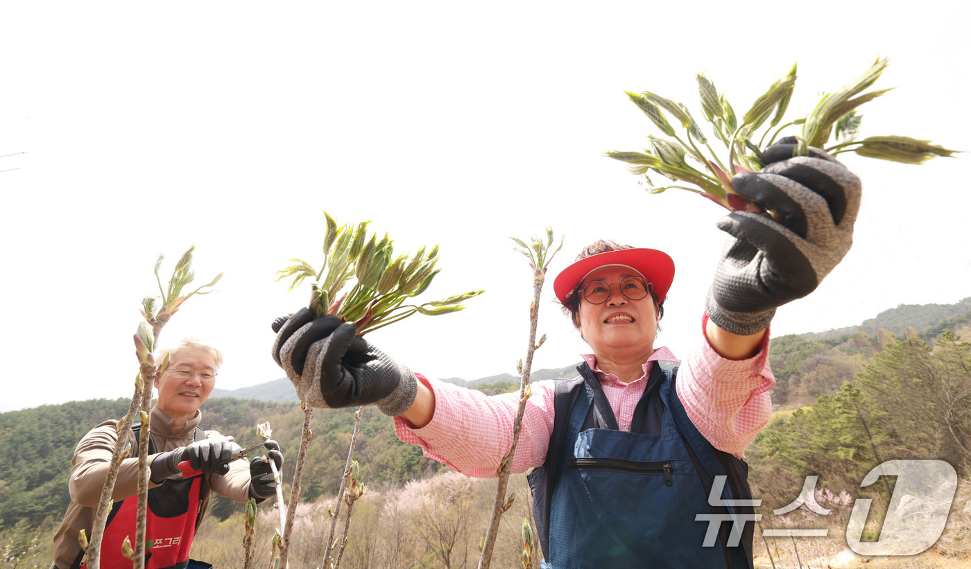 (서울=뉴스1) = 완연한 봄날씨를 보인 16일 경남 함양군 안의면 상비마을 해발 600m 농원에서 류재응씨 부부가 ‘음나물’을 첫 수확하고 있다. (함양군 제공. 재판매 및 DB …