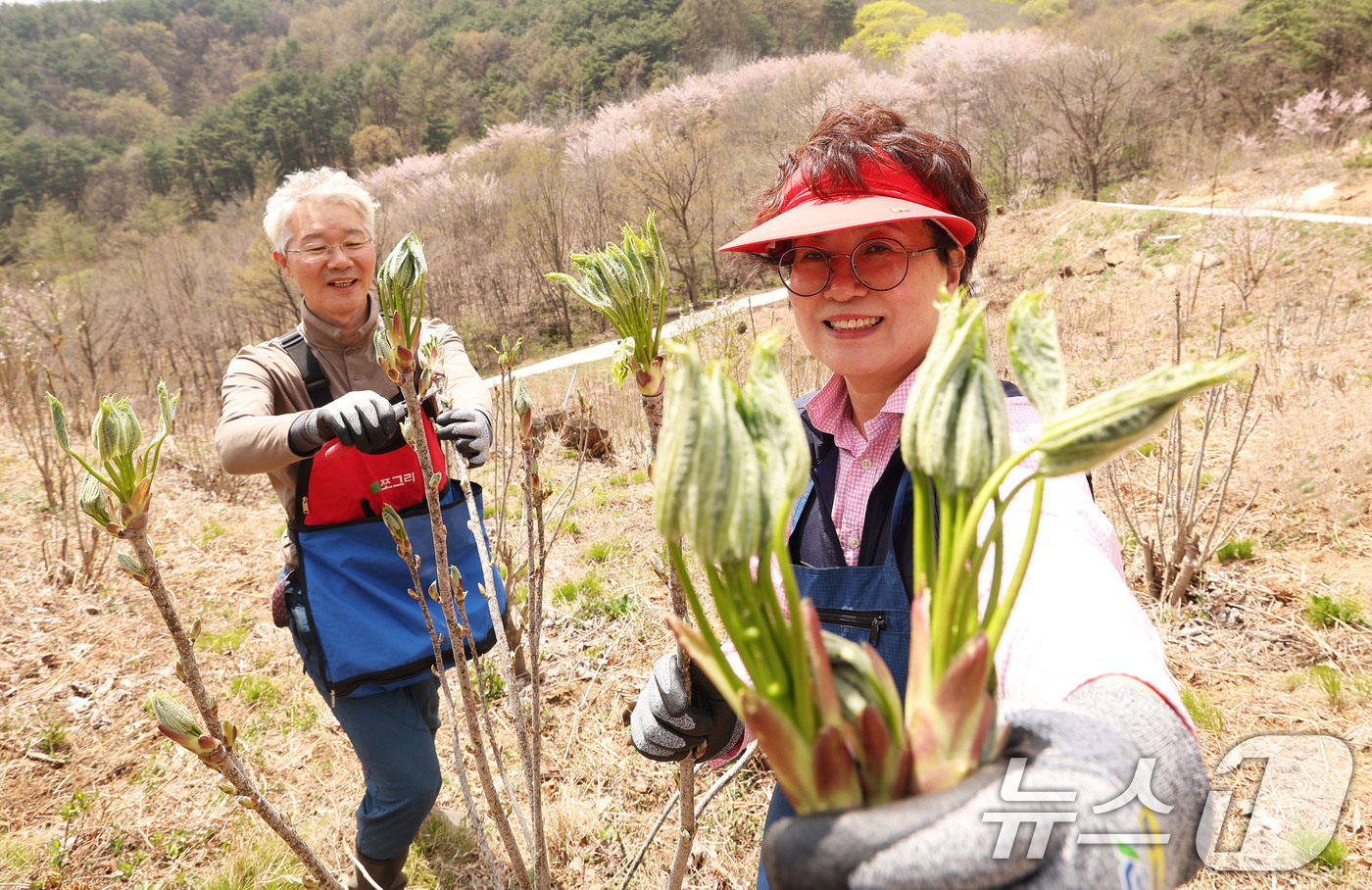 (서울=뉴스1) = 완연한 봄날씨를 보인 16일 경남 함양군 안의면 상비마을 해발 600m 농원에서 류재응씨 부부가 ‘음나물’을 첫 수확하고 있다. (함양군 제공. 재판매 및 DB …