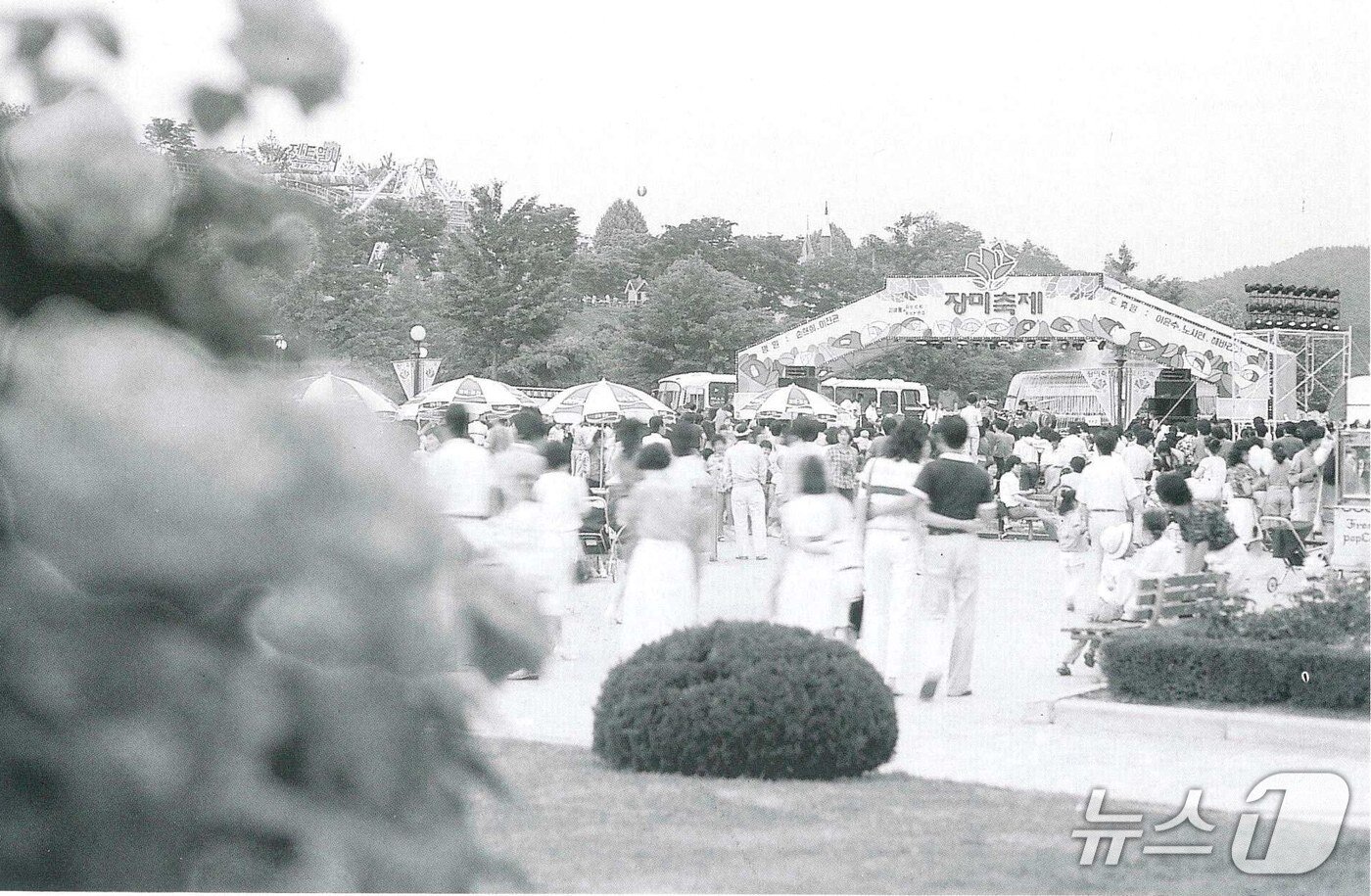 본문 이미지 - 1985년 에버랜드 장미축제 개막 당시 장미원 모습&#40;에버랜드 제공&#41;