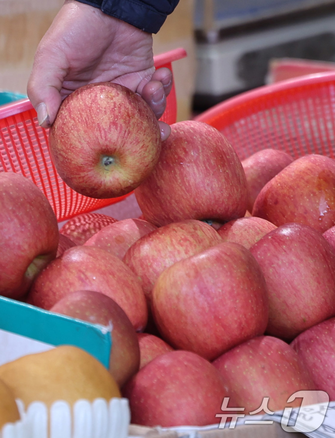 (서울=뉴스1) 박지혜 기자 = 경북 북부 지역의 대형 산불로 전국 사과 재배면적의 약 28%가 피해를 입으면서 사과나무 개화와 생육에 차질이 생겼다. 이로 인해 올 하반기 사과 …