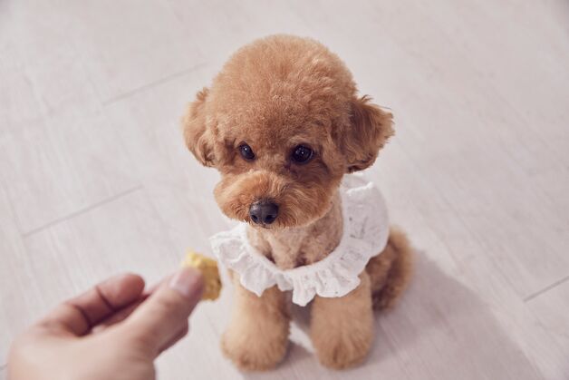 반려동물 영양제 표시·광고 위반 논란…업계, 자율 개선 논의 나서
