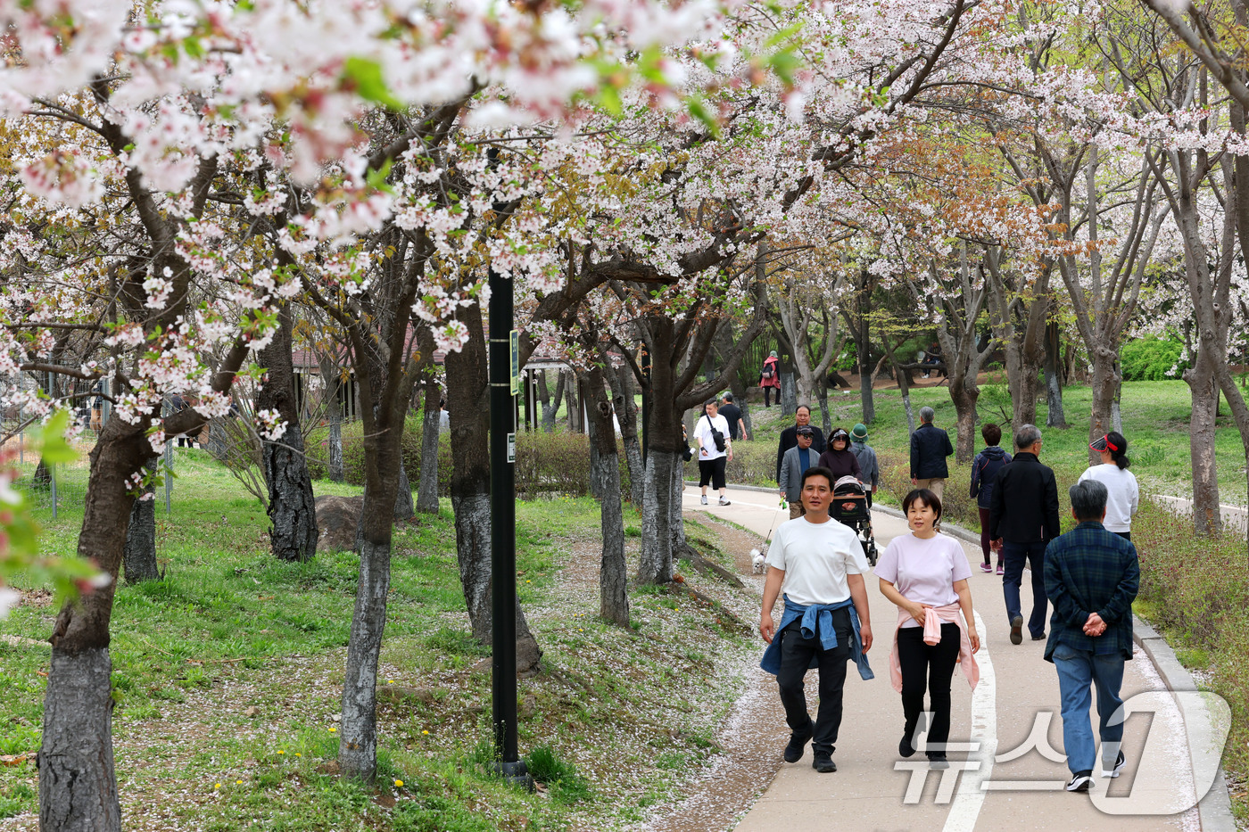 (고양=뉴스1) 박세연 기자 = 최고기온이 25도까지 오르는 등 초여름 날씨를 보인 17일 오후 벚꽃이 활짝 핀 경기도 고양시 일산호수공원에서 반팔티 등 가벼운 옷차림의 시민들이 …