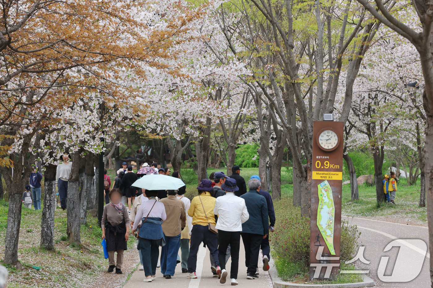 (고양=뉴스1) 박세연 기자 = 최고기온이 25도까지 오르는 등 초여름 날씨를 보인 17일 오후 벚꽃이 활짝 핀 경기도 고양시 일산호수공원에서 양산을 쓴 한 시민이 산책을 하고 있 …