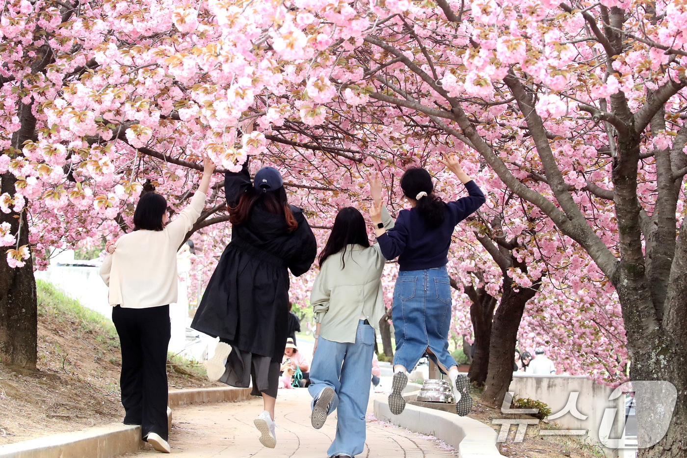 (경산=뉴스1) 공정식 기자 = 17일 오후 대구대학교 경산캠퍼스 공공인재대학 건물 뒤편 산책로에서 대학 인근 주민들이 활짝 핀 겹벚꽃을 배경으로 사진을 찍고 있다. 2025.4. …