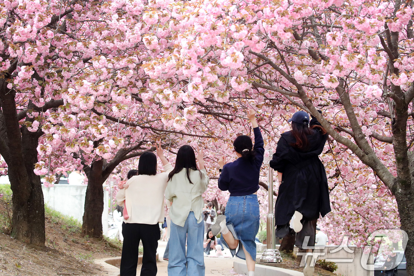 (경산=뉴스1) 공정식 기자 = 17일 오후 대구대학교 경산캠퍼스 공공인재대학 건물 뒤편 산책로에서 대학 인근 주민들이 활짝 핀 겹벚꽃을 배경으로 사진을 찍고 있다. 2025.4. …