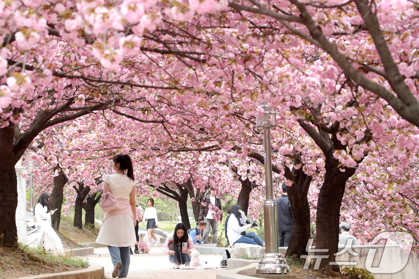 (경산=뉴스1) 공정식 기자 = 대구대학교 경산캠퍼스 공공인재대학 건물 뒤편 산책로에 활짝 핀 겹벚꽃이 사진 명소로 떠오르고 있다. 17일 오후 대구대 학생과 인근 주민들이 겹벚꽃 …