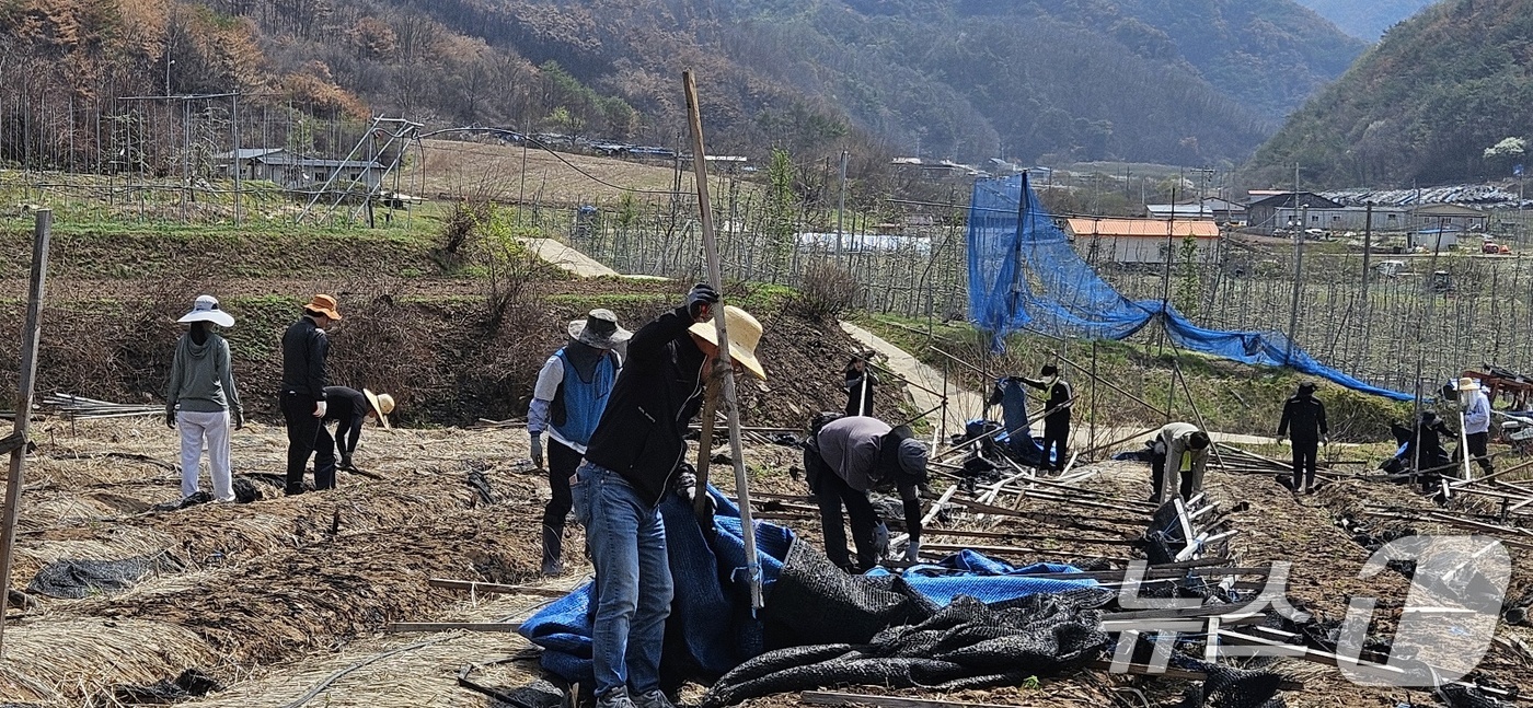 (서울=뉴스1) = 농촌진흥청 국립원예특작과학원 인삼특작부 직원들이 17일 산불 피해 지역인 경북 청송 인삼 농가를 찾아 일손 돕기에 힘을 보태고 있다. (농촌진흥청 제공. 재판매 …