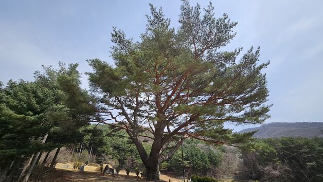 300년 수령 정선 문곡리 소나무…산림청 올해의 나무 선정