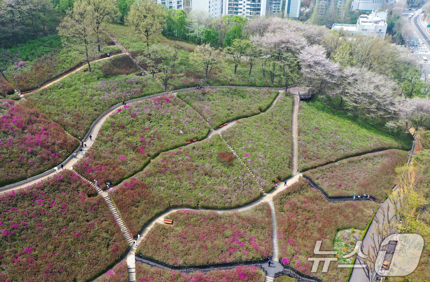 (군포=뉴스1) 김영운 기자 = 군포 철쭉축제를 하루 앞둔 18일 오후 경기 군포시 철쭉동산에 철쭉이 이상기온으로 개화가 늦어져 듬성듬성 피어 있다. 2025.4.18/뉴스1