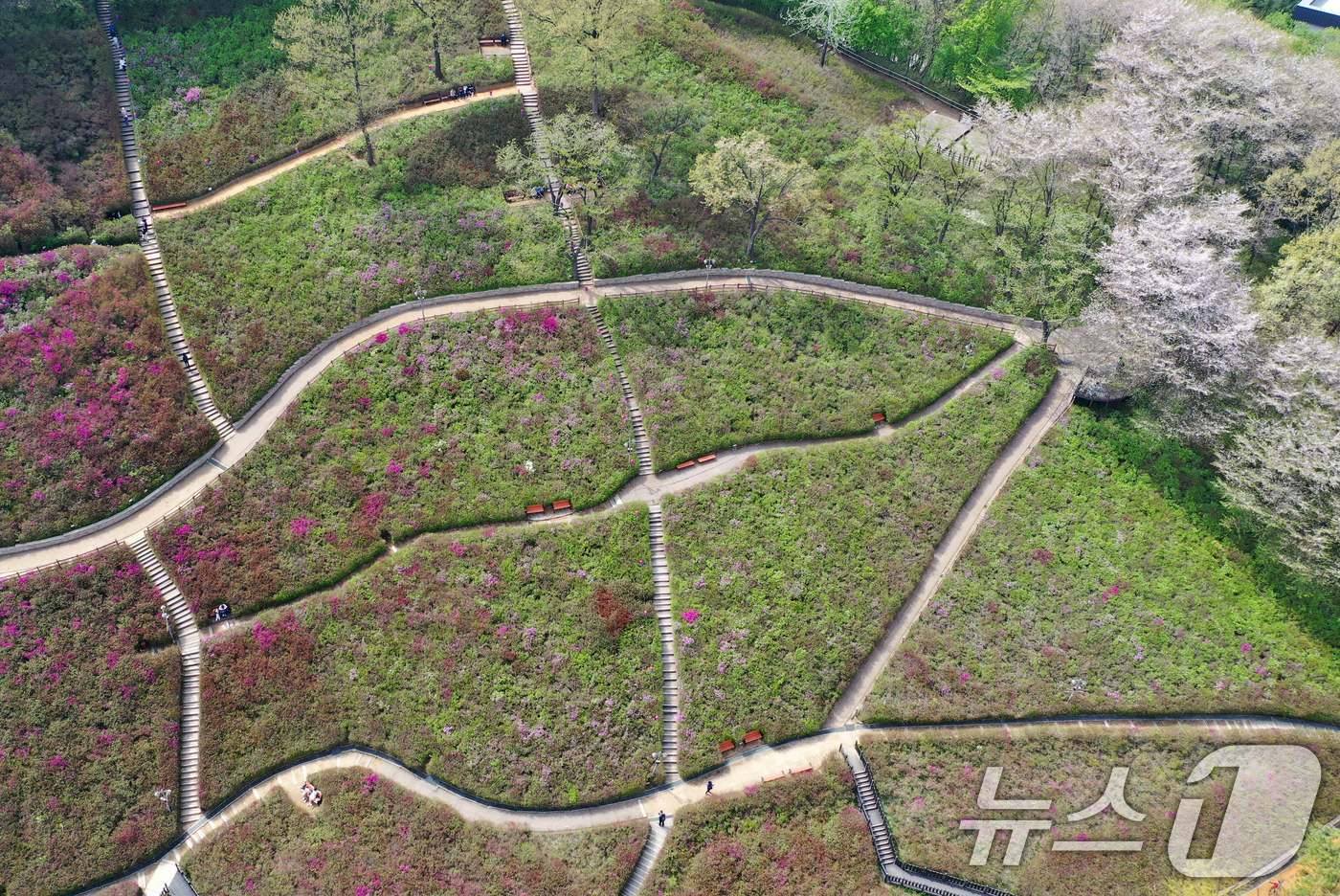 (군포=뉴스1) 김영운 기자 = 군포 철쭉축제를 하루 앞둔 18일 오후 경기 군포시 철쭉동산에 철쭉이 이상기온으로 개화가 늦어져 듬성듬성 피어 있다. 2025.4.18/뉴스1