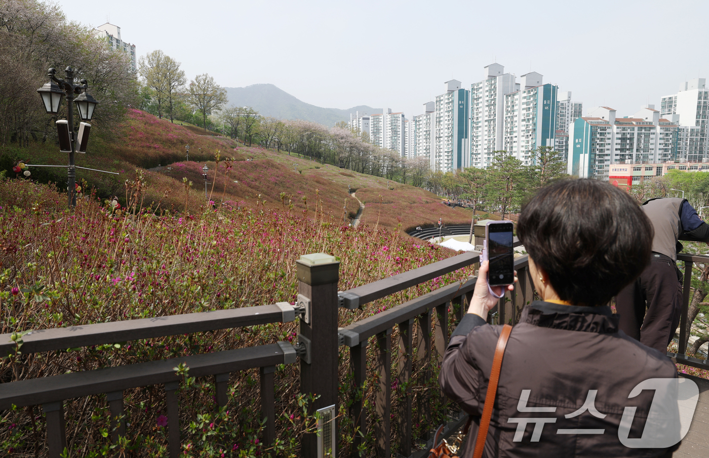 (군포=뉴스1) 김영운 기자 = 군포 철쭉축제를 하루 앞둔 18일 오후 경기 군포시 철쭉동산에 철쭉이 이상기온으로 개화가 늦어져 듬성듬성 피어 있다. 2025.4.18/뉴스1