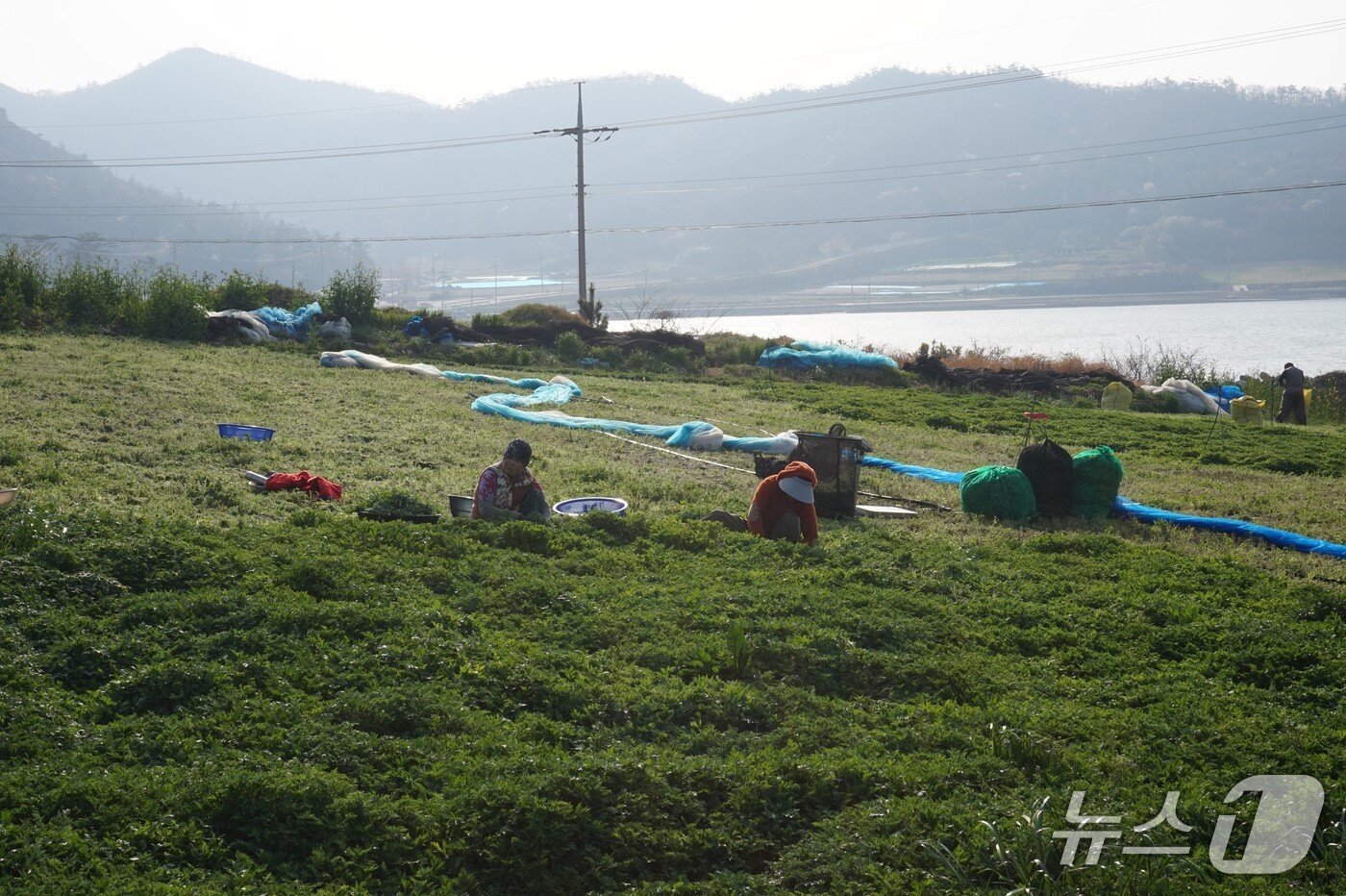 본문 이미지 - 주민들이 &#39;조도봄쑥&#39;을 채취하고 있다.2025.4.18./뉴스1 ⓒ News1 조영석 기자 