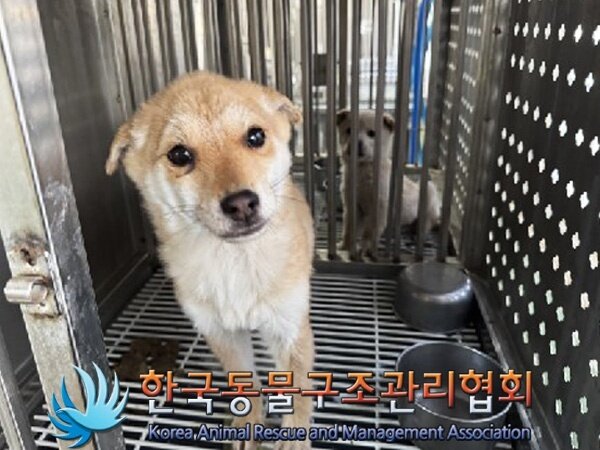 본문 이미지 - 한국동물구조관리협회에 입소 당시 제니의 모습&#40;사진 동물보호관리시스템&#41; ⓒ 뉴스1
