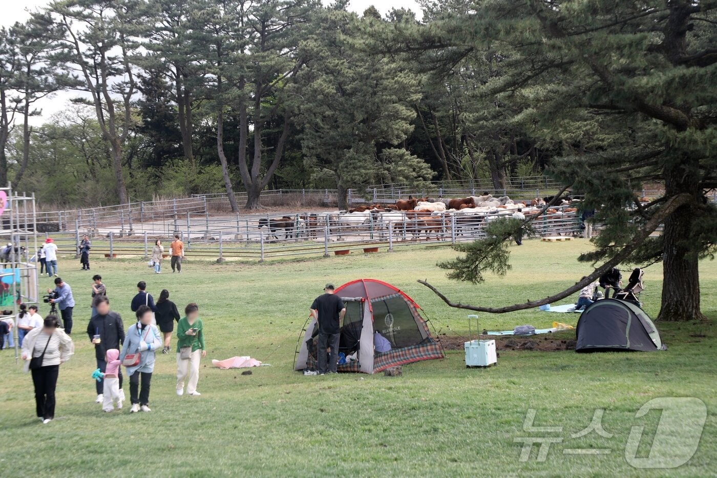 본문 이미지 - 19일 제주시 제주마방목지에서 '2025 제주마 입목 문화축제 347 페스티벌'이 열린 가운데 가족들이 봄 날씨를 즐기고 있다.2025.4.19/뉴스1 ⓒ News1 홍수영 기자