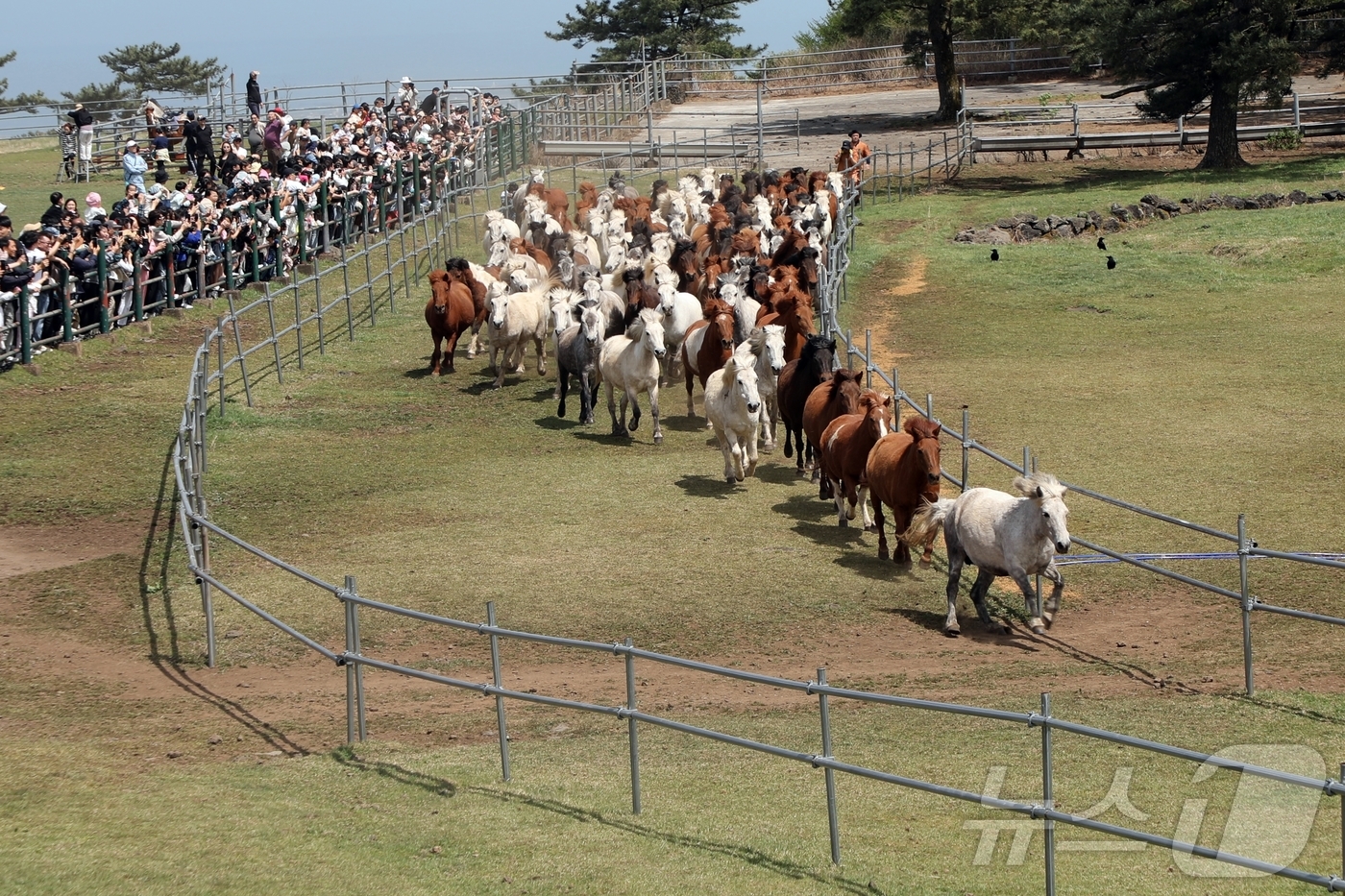 (제주=뉴스1) 홍수영 기자 = 19일 제주시 제주마방목지에서 천연기념물 제주마 100여 마리가 방목되고 있다.가축을 새 목장에 들이거나 봄철을 맞아 방목을 하는 '입목'은 제주의 …