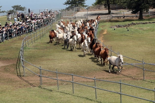 봄 맞아 제주마 100마리 달리는 '히잉 페스티벌'…18~19일 개최