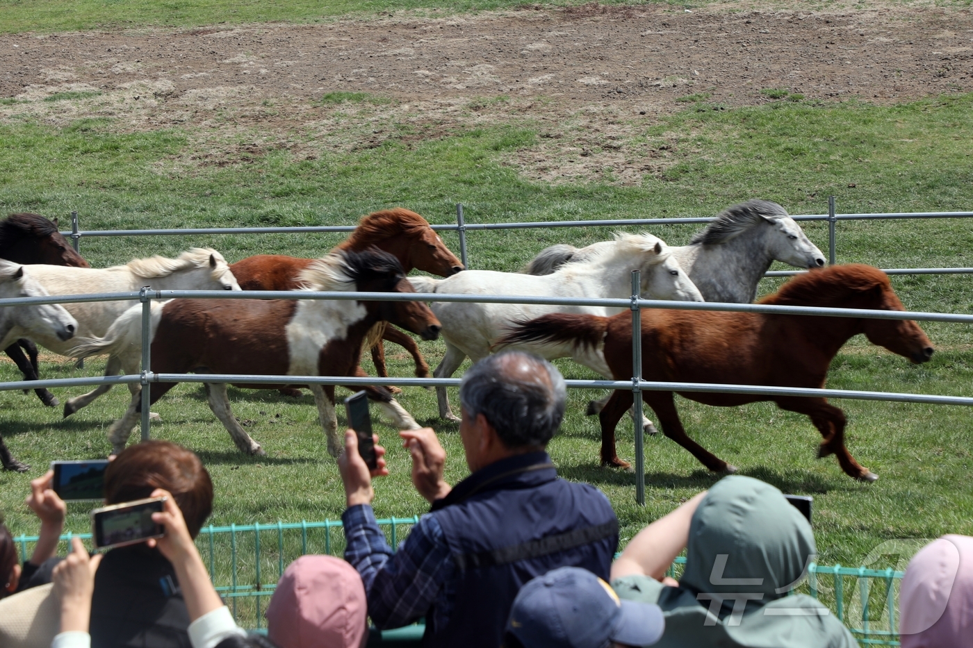 (제주=뉴스1) 홍수영 기자 = 19일 제주시 제주마방목지에서 천연기념물 제주마 100여 마리가 방목되고 있다. 가축을 새 목장에 들이거나 봄철을 맞아 방목을 하는 '입목'은 제주 …