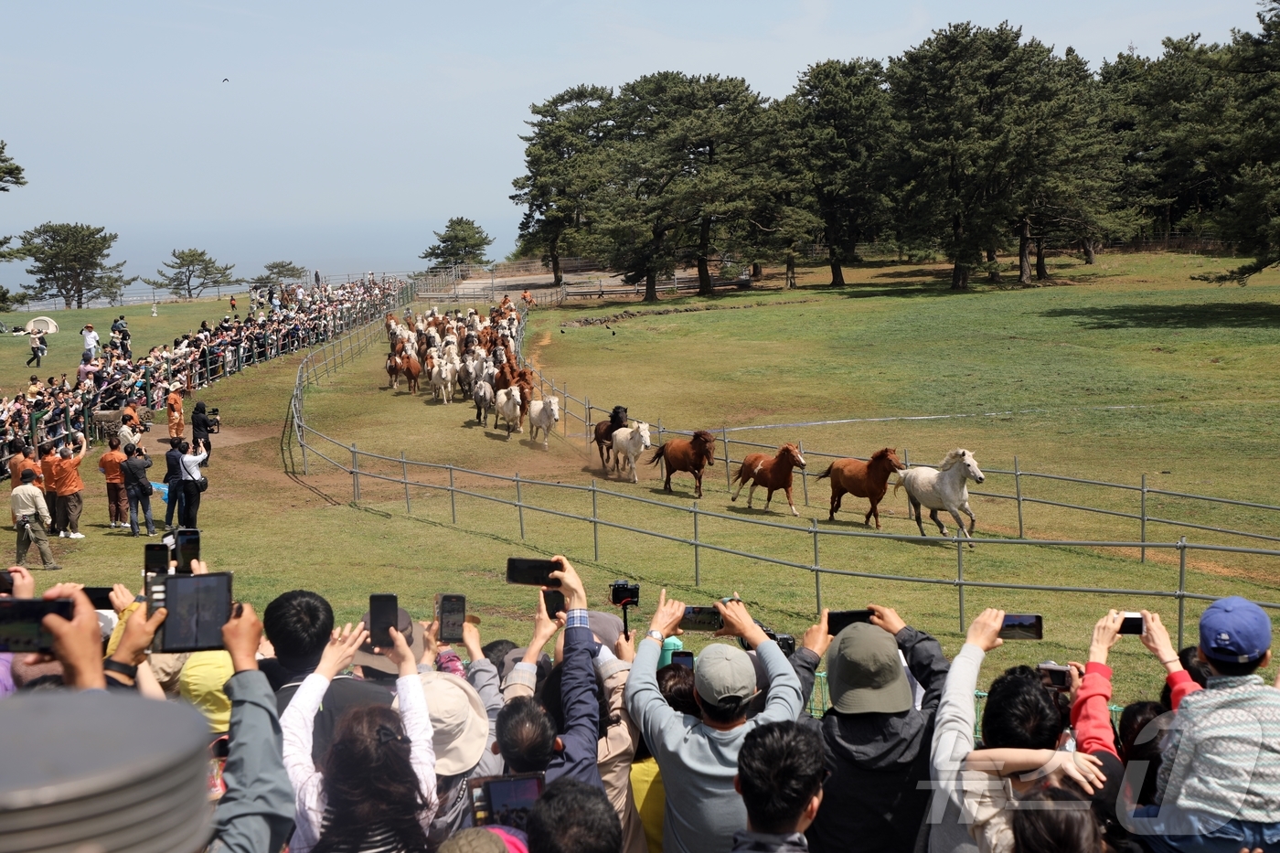 (제주=뉴스1) 홍수영 기자 = 19일 제주시 제주마방목지에서 천연기념물 제주마 100여 마리가 방목되고 있다. 가축을 새 목장에 들이거나 봄철을 맞아 방목을 하는 '입목'은 제주 …