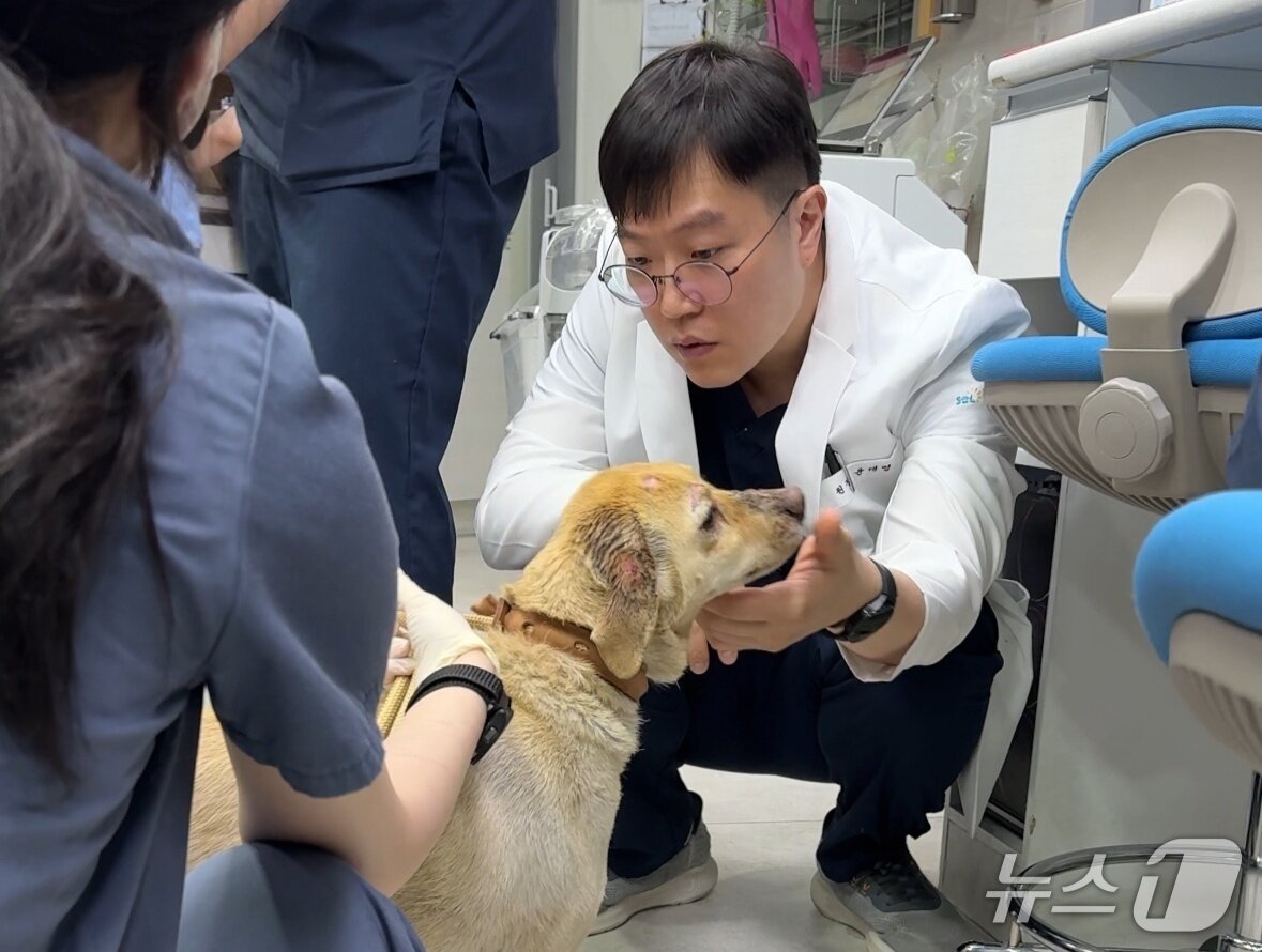 본문 이미지 - 윤대영 솔동물의료센터 원장이 화상 입은 강아지를 진료하고 있다&#40;솔동물의료센터 제공&#41;. ⓒ 뉴스1