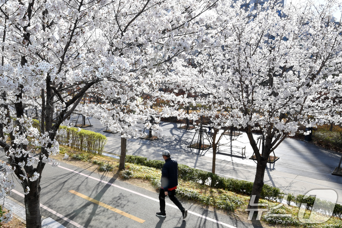 (포항=뉴스1) 최창호 기자 = 2일 오전 경북 포항시 남구 대잠동 철길 숲에서 시민들이 활짝 핀 벚꽃길을 따라 산책하고 있다. 2025.4.2/뉴스1