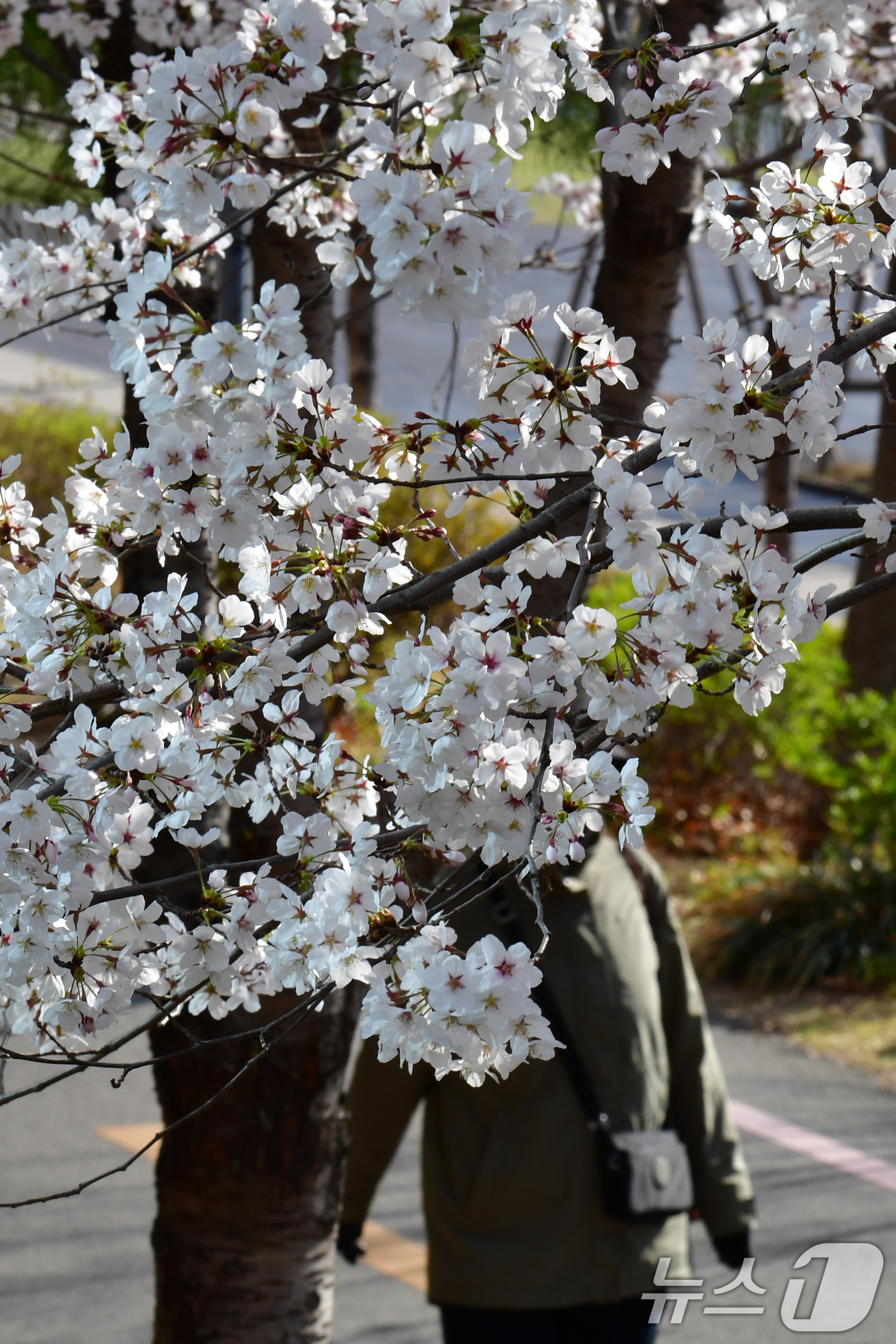 (포항=뉴스1) 최창호 기자 = 2일 오전 경북 포항시 남구 대잠동 철길 숲에서 시민들이 활짝 핀 벚꽃길을 따라 산책하고 있다. 2025.4.2/뉴스1