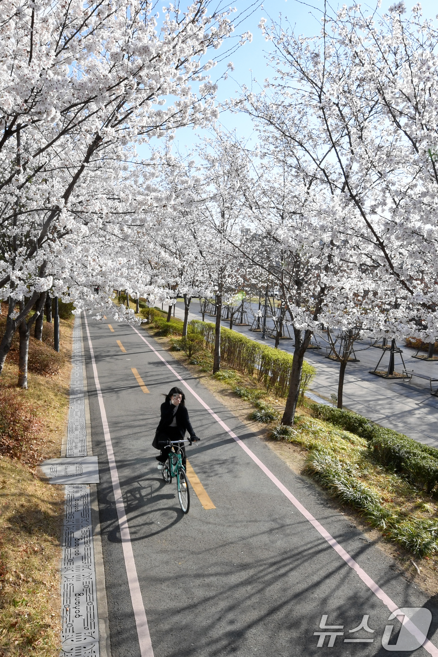 (포항=뉴스1) 최창호 기자 = 2일 오전 경북 포항시 남구 대잠동 철길 숲에서 시민들이 활짝 핀 벚꽃길을 따라 산책하고 있다. 2025.4.2/뉴스1