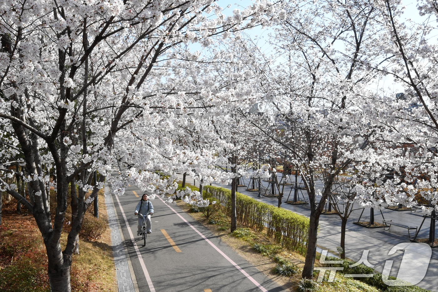 (포항=뉴스1) 최창호 기자 = 2일 오전 경북 포항시 남구 대잠동 철길 숲에서 시민들이 활짝 핀 벚꽃길을 따라 산책하고 있다. 2025.4.2/뉴스1