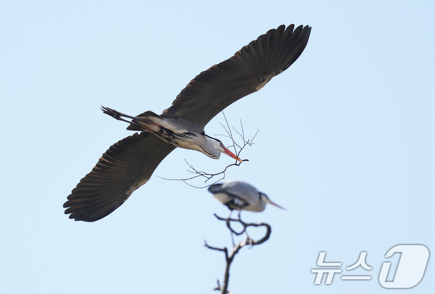 (서울=뉴스1) = 2일 따뜻해진 봄 날씨 속에 경남 함양군 왜가리 서식지에서 왜가리가 둥지를 만들기 위해 나뭇가지를 입에 물고 날아 가고 있다. (함양군 제공. 재판매 및 DB …