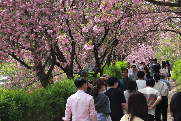 "만개한 겹벚꽃·철쭉"…전주 완산꽃동산 시민들로 '북적'
