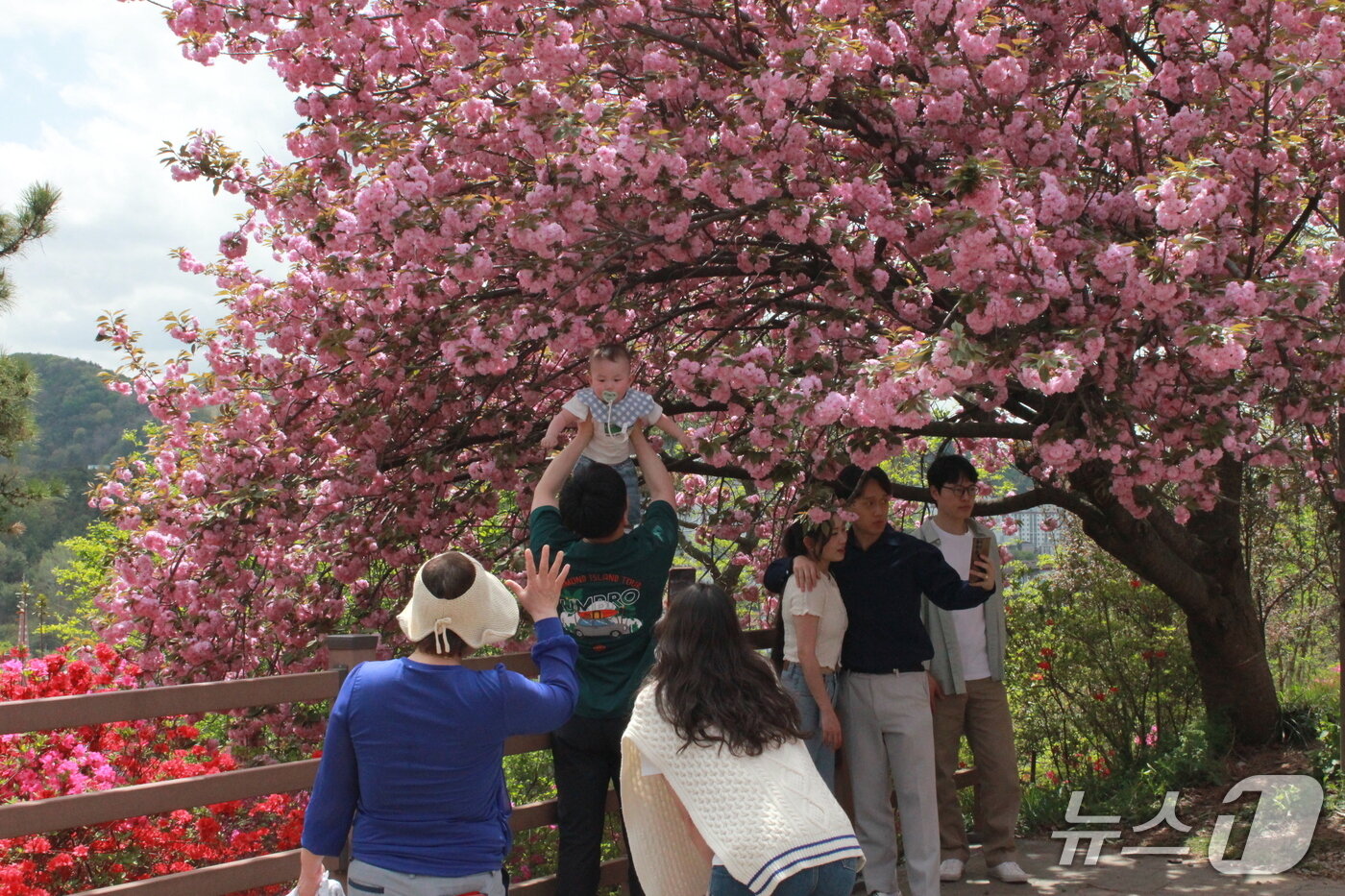 본문 이미지 - 19일 정오께 전북자치도 전주시 동완산동의 완산칠봉꽃동산에 만개한 겹벚꽃과 철쭉을 보기 위한 봄철 나들이객이 붐볐다. 2025.4.20/뉴스1 신준수 기자