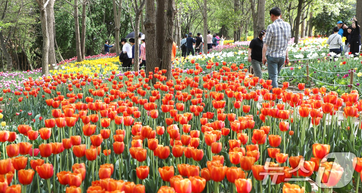 본문 이미지 - 20일 전북자치도 전주시 한국도로공사 전주수목원을 찾은 시민들이 활짝 핀 튤립을 구경하고 있다. 2025.4.20/뉴스1 ⓒ News1 유경석 기자