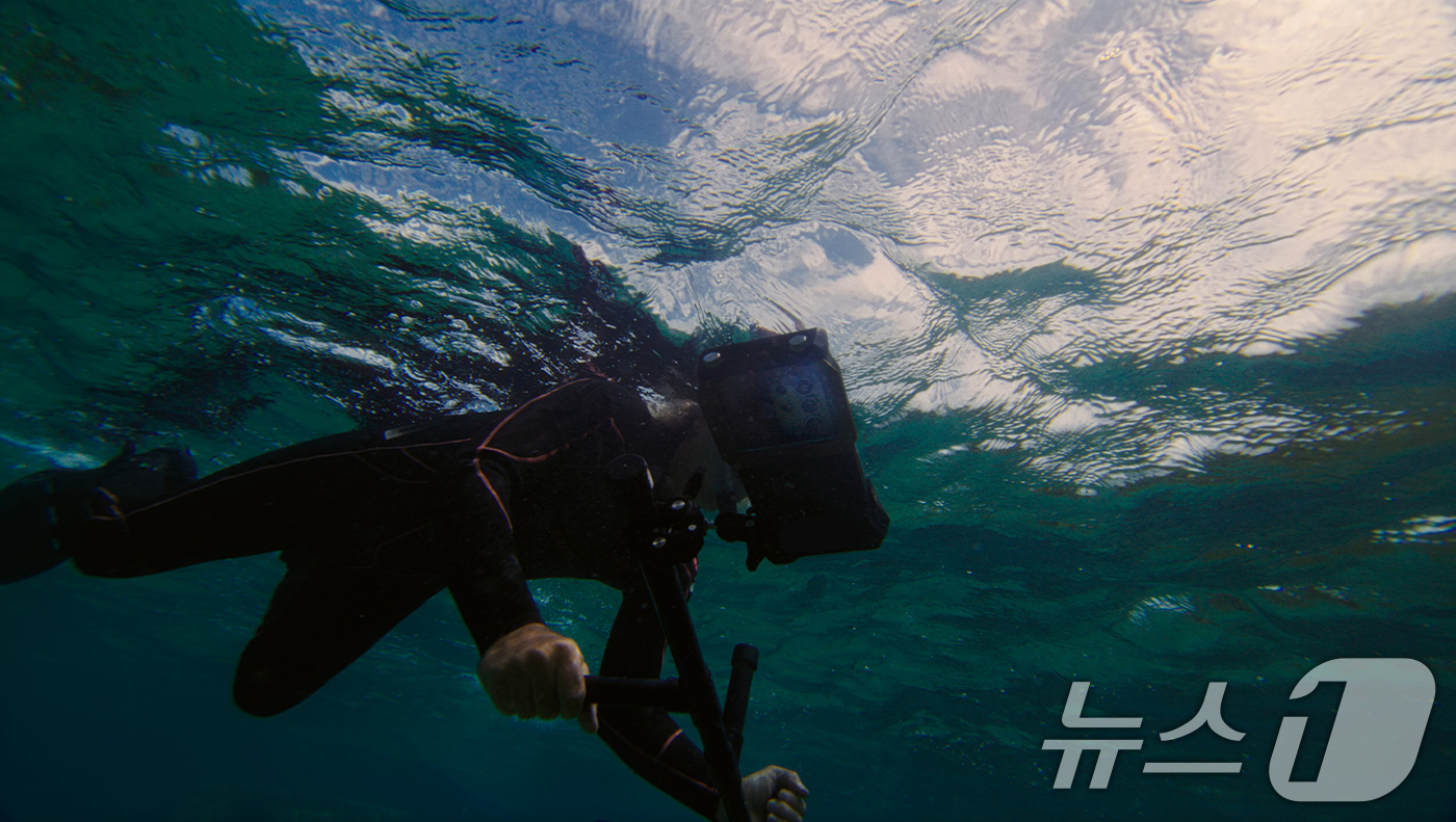 (서울=뉴스1) = 삼성전자가 21일 해양 보호를 위해 갤럭시 카메라 기술을 활용한 해양 생태계 복원 프로젝트 '코랄 인 포커스'의 1주년 성과를 공개했다.삼성전자가 해양 보호를 …