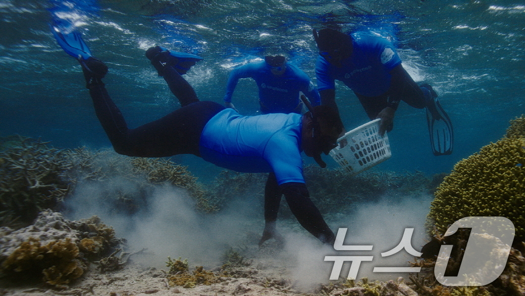 (서울=뉴스1) = 삼성전자가 21일 해양 보호를 위해 갤럭시 카메라 기술을 활용한 해양 생태계 복원 프로젝트 '코랄 인 포커스'의 1주년 성과를 공개했다.삼성전자가 해양 보호를 …