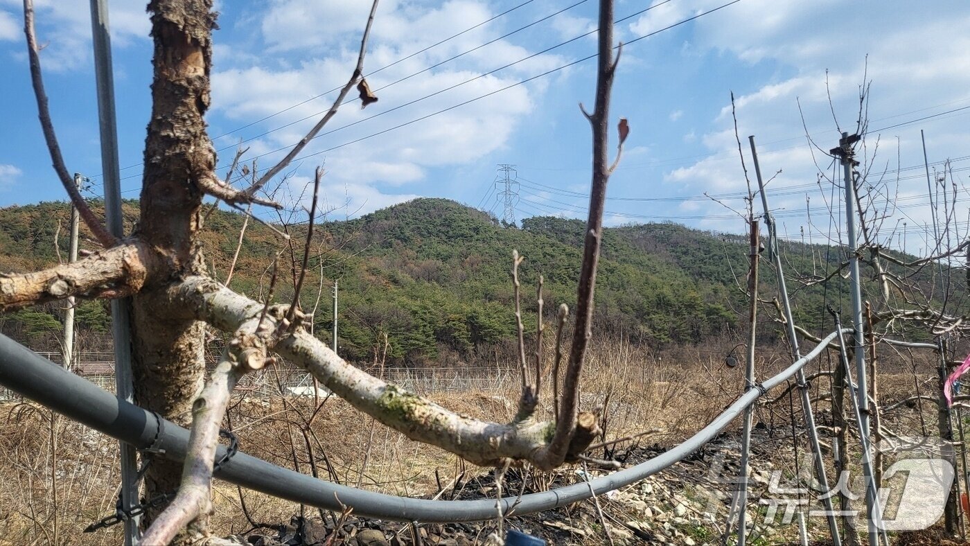 본문 이미지 - 경북 의성군 단촌면의 한 사과 농장에 사과 나무가 앙상하게 서 있다.2025.4.1/뉴스1 ⓒ News1 이성덕 기자