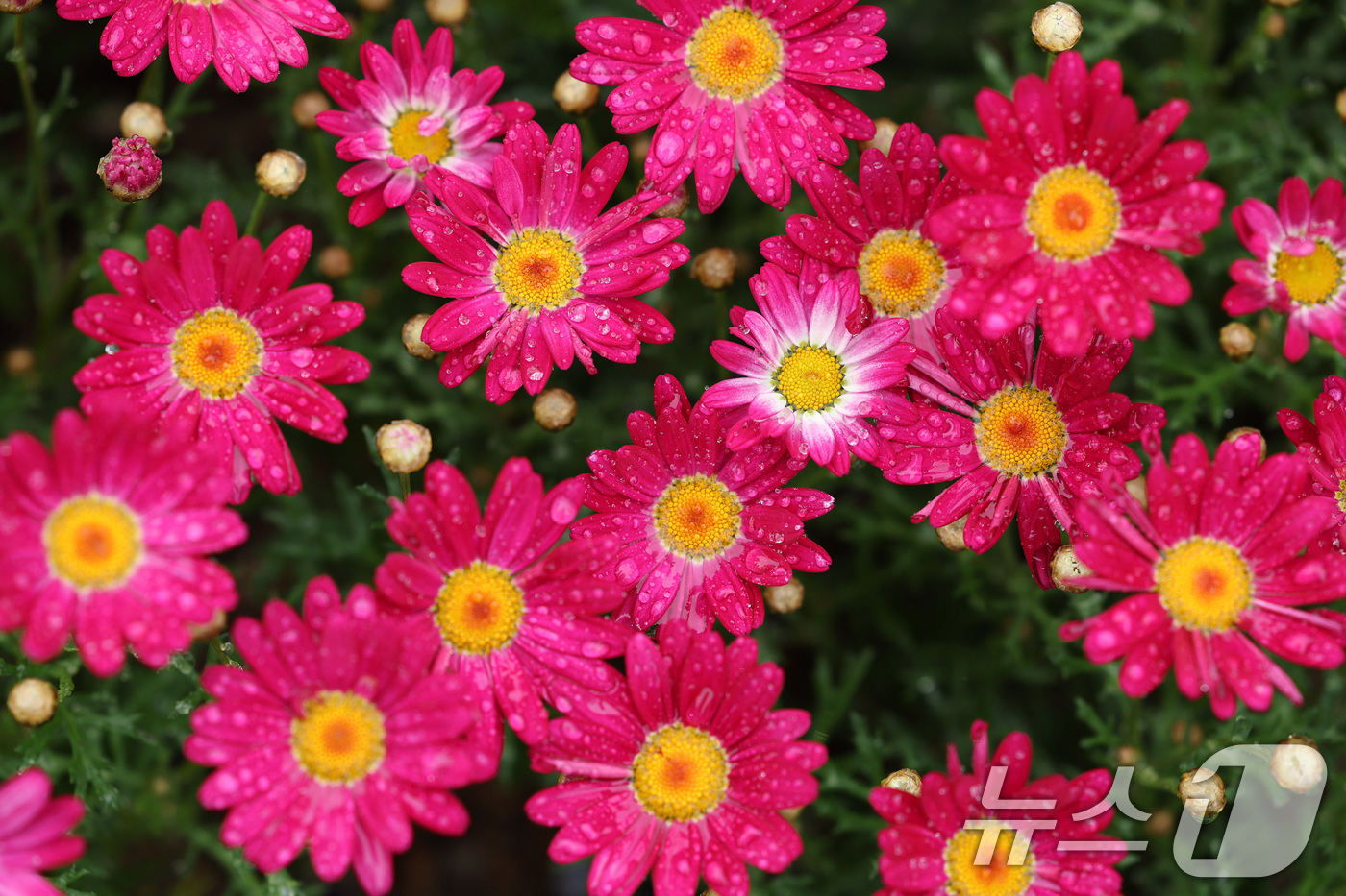 (서울=뉴스1) 신웅수 기자 = 봄비가 내린 22일 서울 광화문네거리에 심어둔 봄꽃 위로 비가 내리고 있다.기상청은 이날 전국에서 봄비가 내리며 영남은 최대 80㎜, 수도권은 최대 …