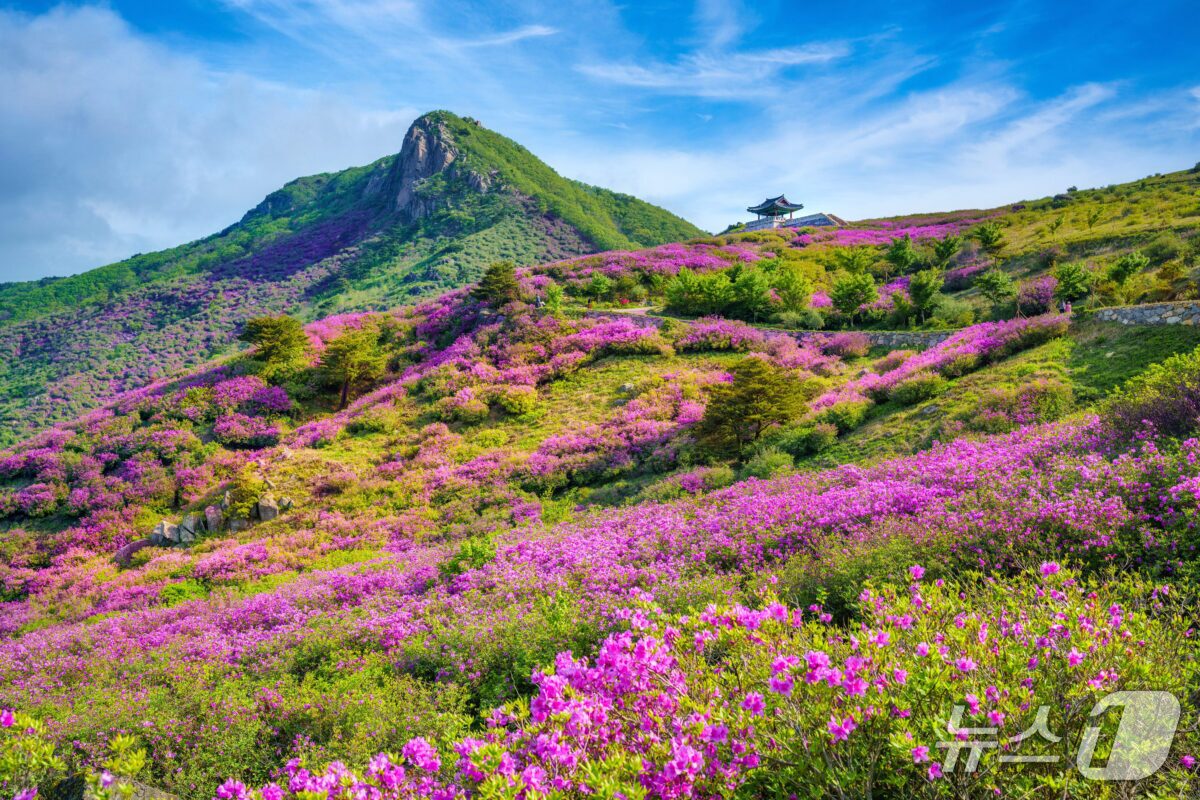 본문 이미지 - 산청 황매산철쭉.(산청군 제공. 재판매 및 DB금지.)