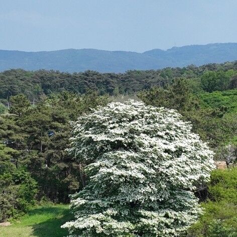 산림청 '올해의 나무'에 고창 아산 중월리 이팝나무 선정