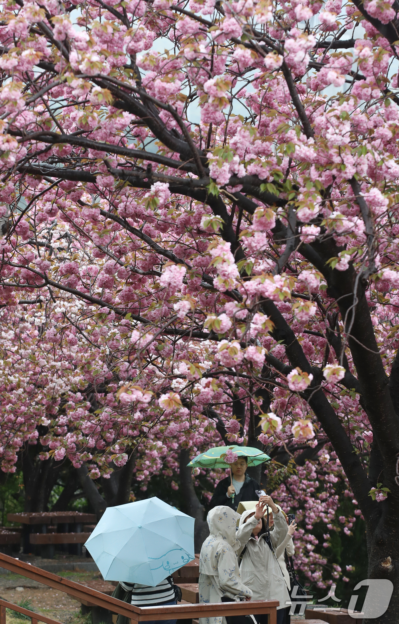 (부산=뉴스1) 윤일지 기자 = 지구의 날인 22일 오후 봄비가 내리는 부산 중구 민주공원에서 우산을 쓴 외국인 관광객들이 활짝 핀 겹벚꽃을 감상하고 있다. 2025.4.22/뉴스 …